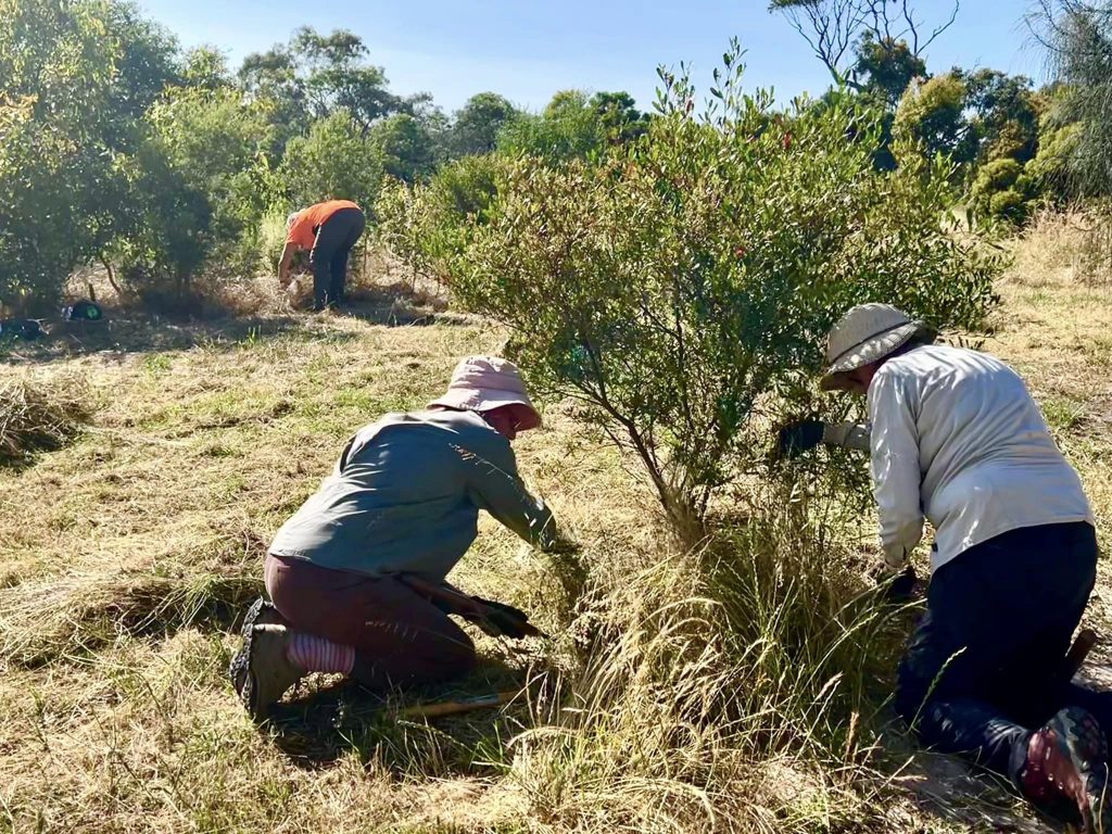 Weeding around the base of new trees helps them survive summer heat